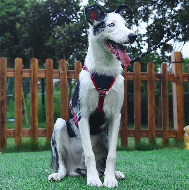 No-Pull Dog Harness with Front & Back Clips