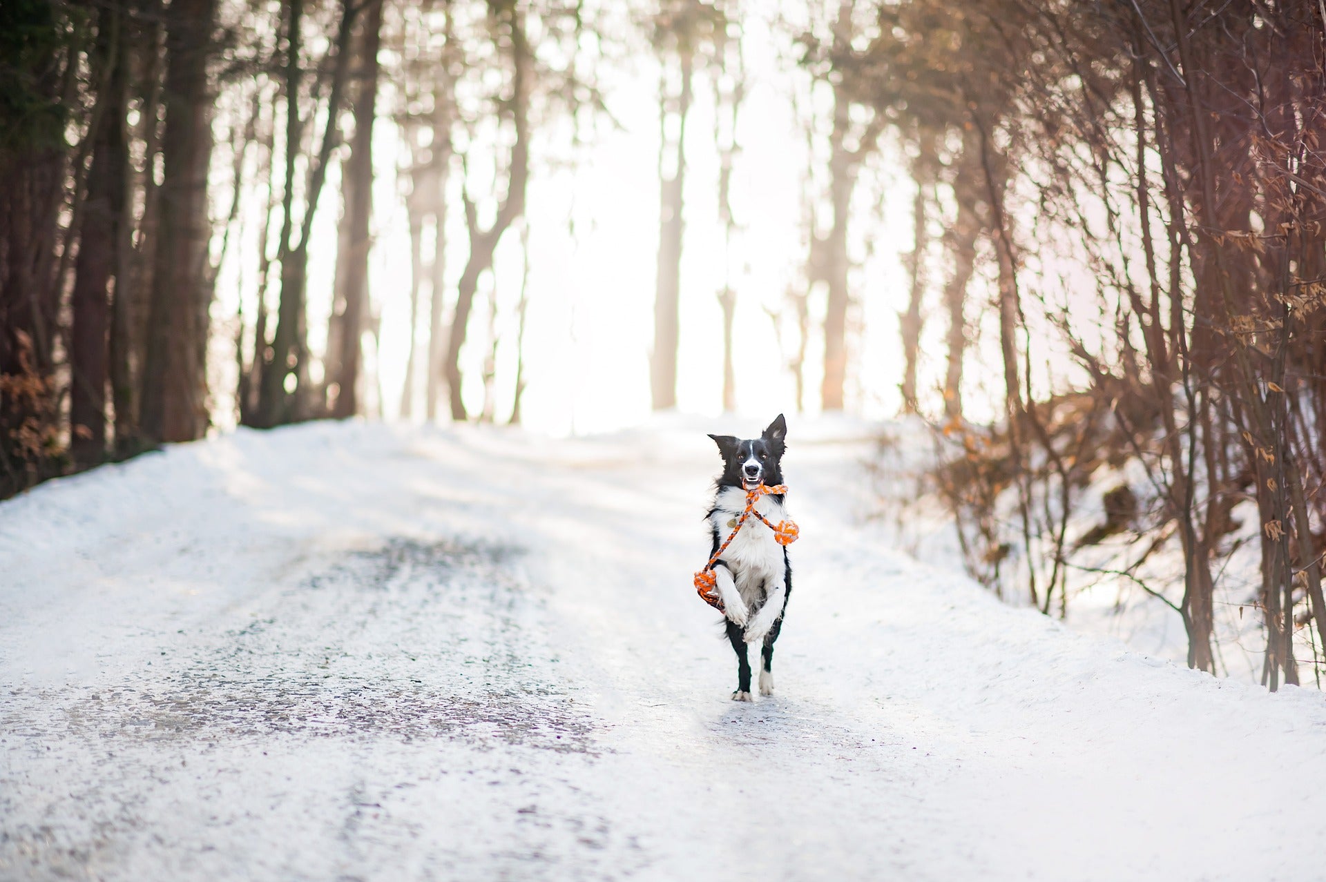 winter coat the paww club
