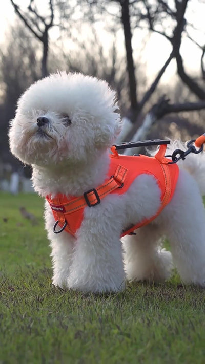 Adjustable No-Pull Dog Harness with Metal Buckle