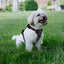 Adjustable No-Pull Dog Harness with Metal Buckle