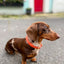 Braided Leather Dog Collar and Leash Set