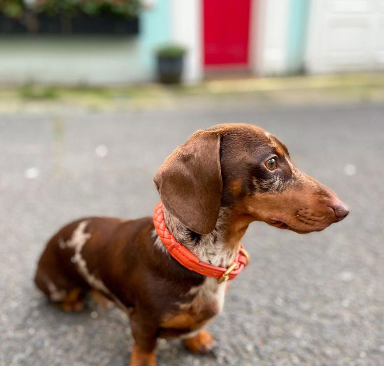 Braided Leather Dog Collar and Leash Set