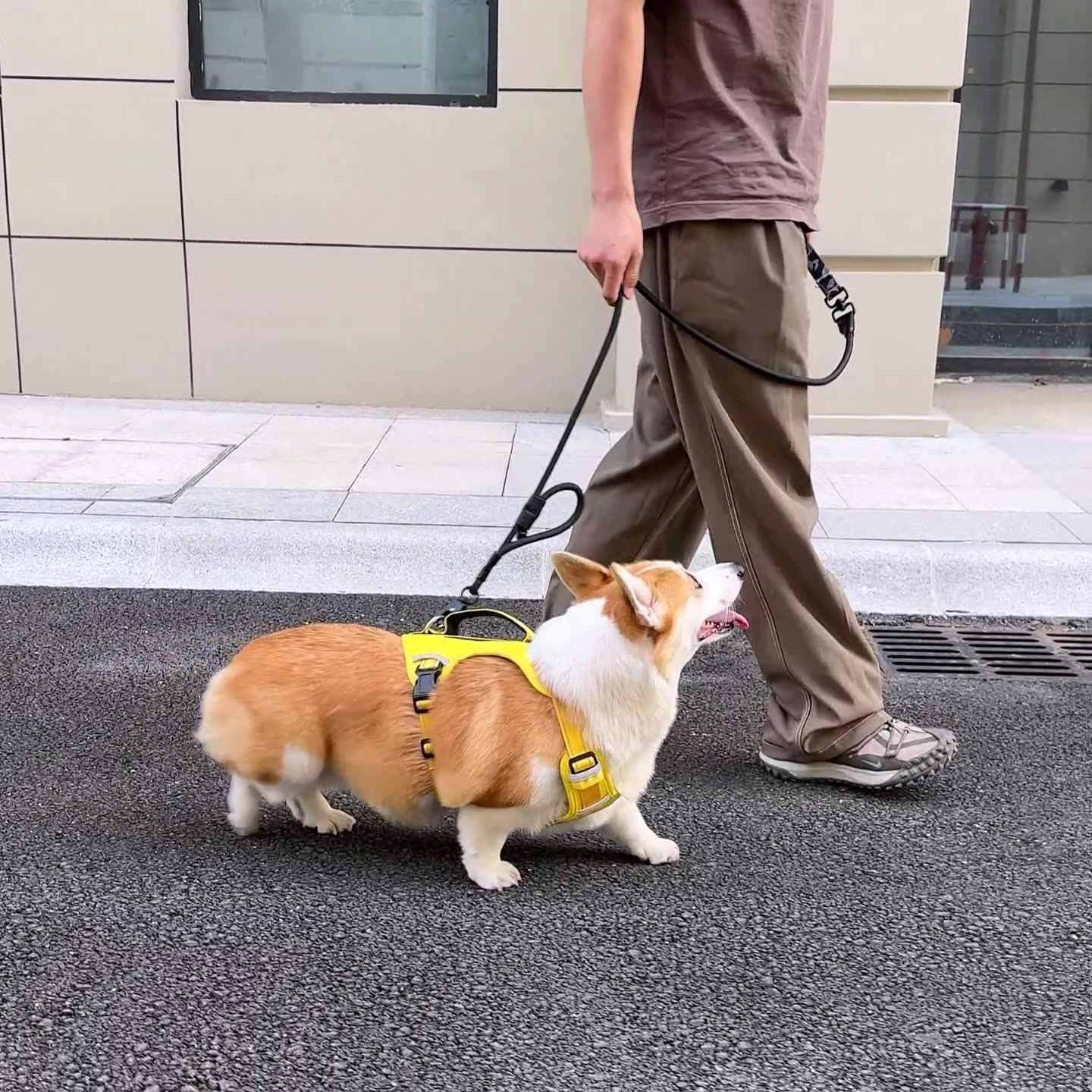 Reflective Adjustable Dog Harness