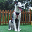 No-Pull Dog Harness with Front & Back Clips