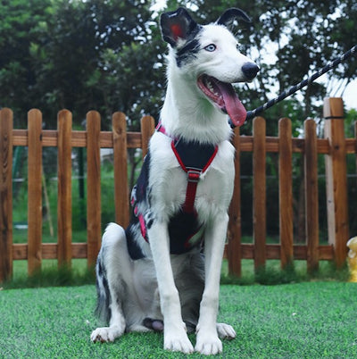 No-Pull Dog Harness with Front & Back Clips