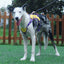 No-Pull Dog Harness with Front & Back Clips