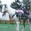 No-Pull Dog Harness with Front & Back Clips