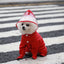 Waterproof Dog Raincoat