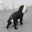 Waterproof Dog Raincoat