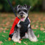 Reversible Quilted Dog Jacket