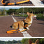 Bungee Control Dog Leash