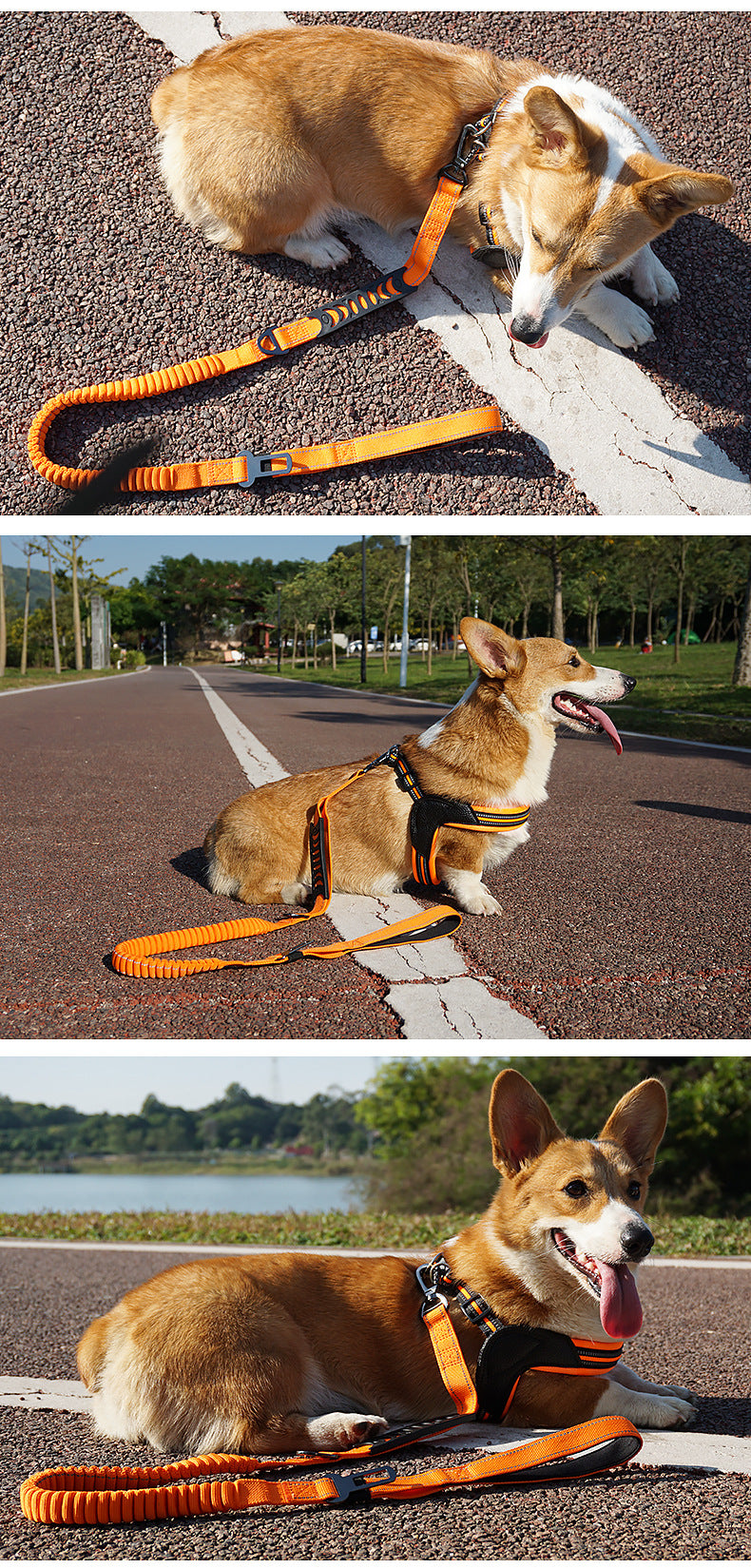 Bungee Control Dog Leash