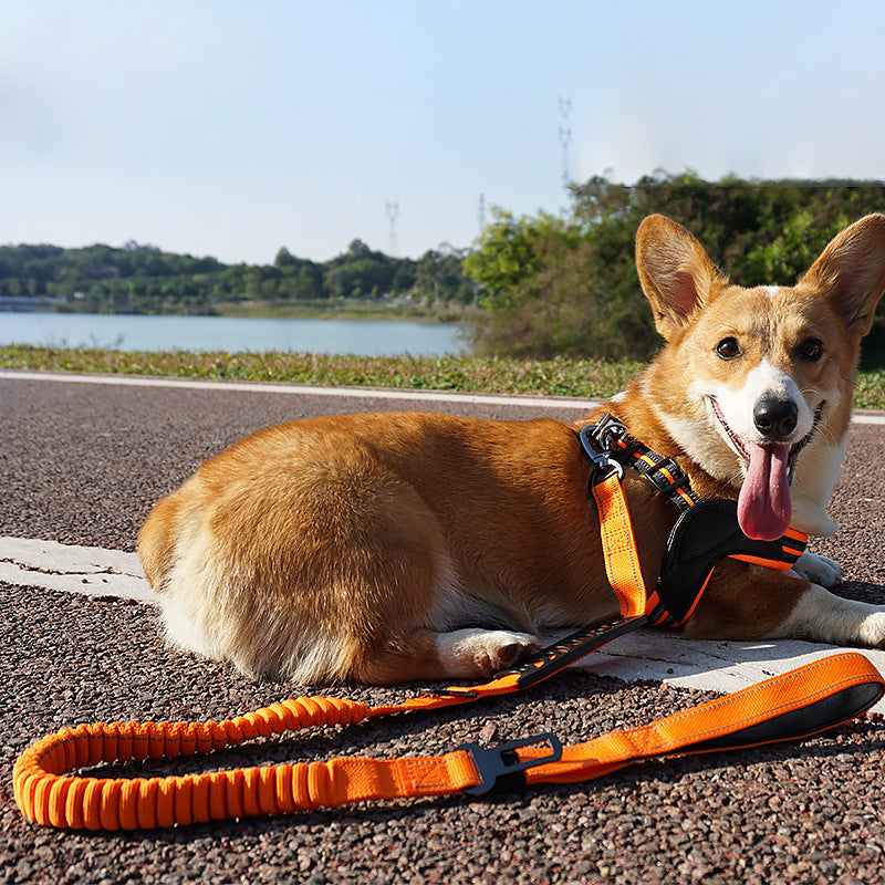 Bungee Control Dog Leash