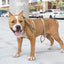 Tactical Bungee Dog Leash