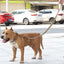 Tactical Bungee Dog Leash