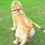 Tactical Dog Leash with Quick Release & Shock Absorption