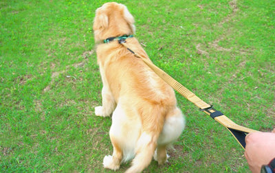 Tactical Dog Leash with Quick Release & Shock Absorption