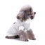 Pawfect Cozy Knit Dog Sweater