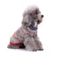 Highland Hound Sweater
