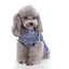 Cozy Diamond Dog Sweater
