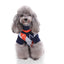 Cozy Argyle Dog Sweater